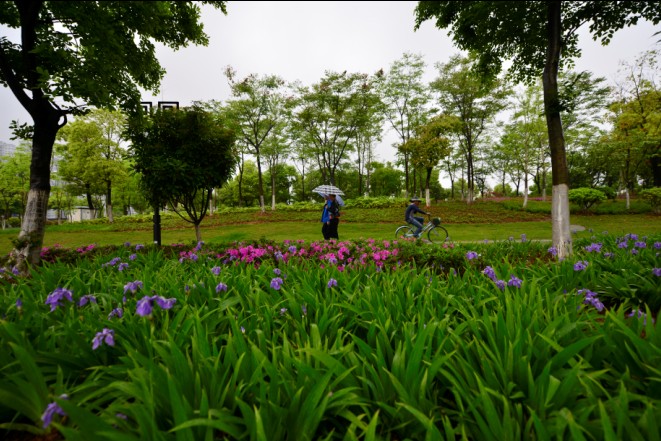 首页 >> 水生湿生植物    植物名称:鸢尾( iris tectorum) 科属:鸢尾