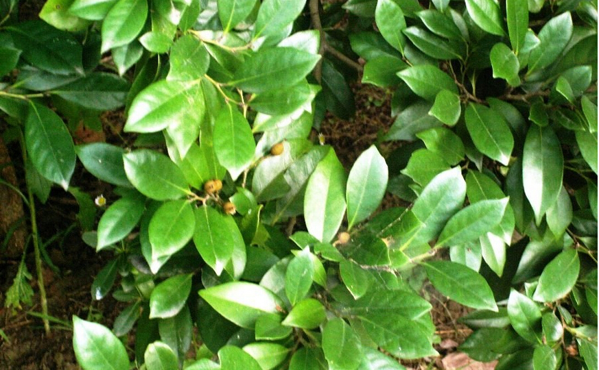 ĸ