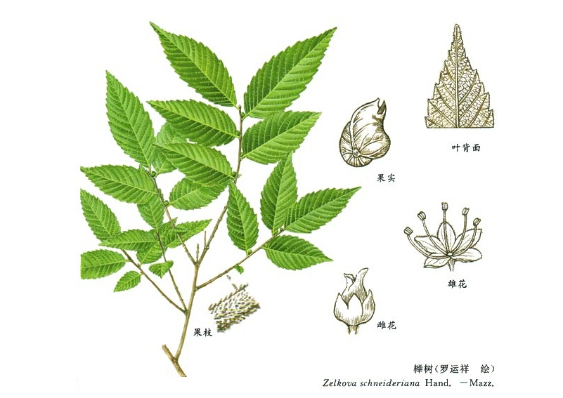 榉树
